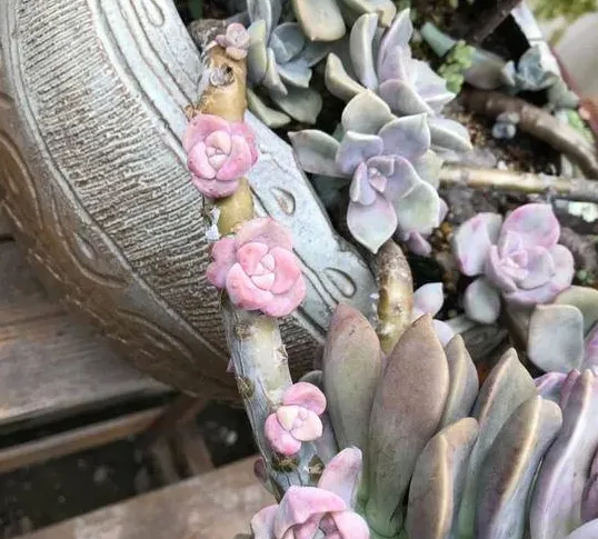 冬美人如何变多头,怎么让多肉植物爆多头？
