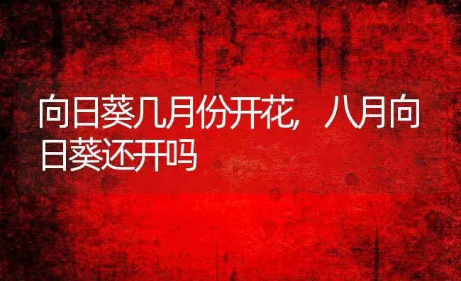 向日葵几月份开花,八月向日葵还开吗 | 养殖学堂