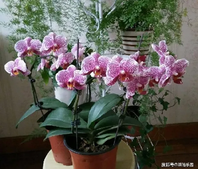 蝴蝶兰开完花后怎么处理方法,一木蝴蝶兰开花后怎样处理？