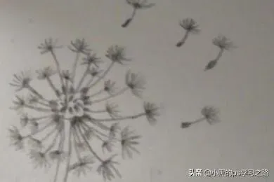 蒲公英怎么画,蒲公英的简笔画？