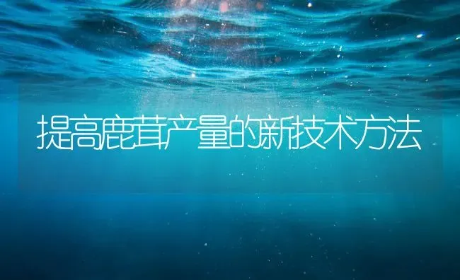 提高鹿茸产量的新技术方法 | 养殖知识