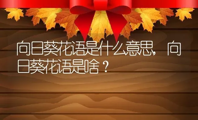 向日葵花语是什么意思,向日葵花语是啥？ | 养殖科普