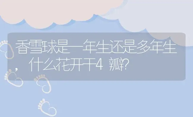 香雪球是一年生还是多年生,什么花开干4瓣？ | 养殖科普