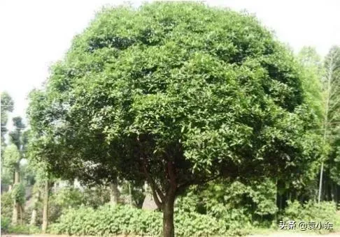 香樟是什么植物,香樟树有什么作用，是否适宜北方种植？