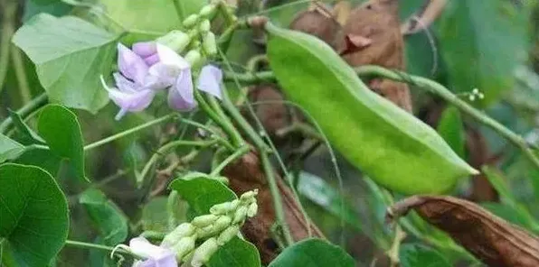 刀豆种植时间与栽培技术 | 三农知识