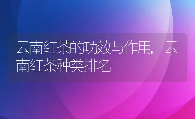 云南红茶的功效与作用,云南红茶种类排名 | 养殖学堂