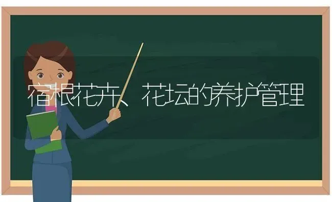 宿根花卉、花坛的养护管理 | 养殖技术大全