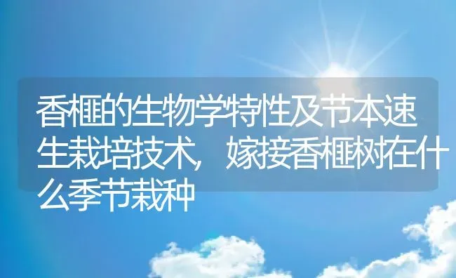 香榧的生物学特性及节本速生栽培技术,嫁接香榧树在什么季节栽种 | 养殖学堂