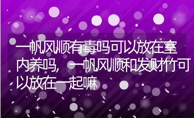 一帆风顺有毒吗可以放在室内养吗,一帆风顺和发财竹可以放在一起嘛 | 养殖学堂