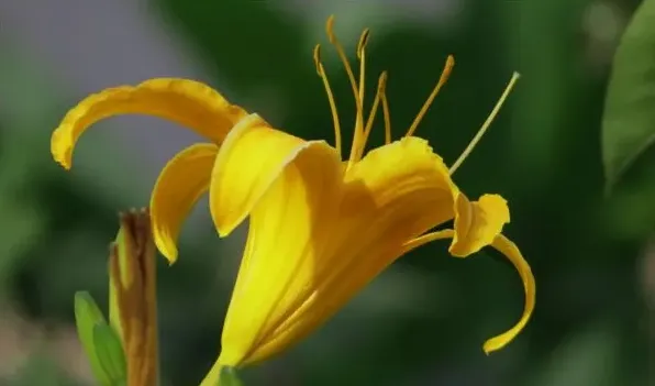 黄花菜有毒吗 | 常识大全