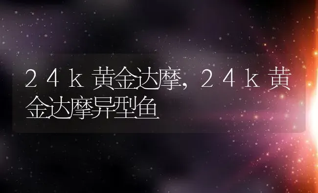 24k黄金达摩,24k黄金达摩异型鱼 | 养殖资料