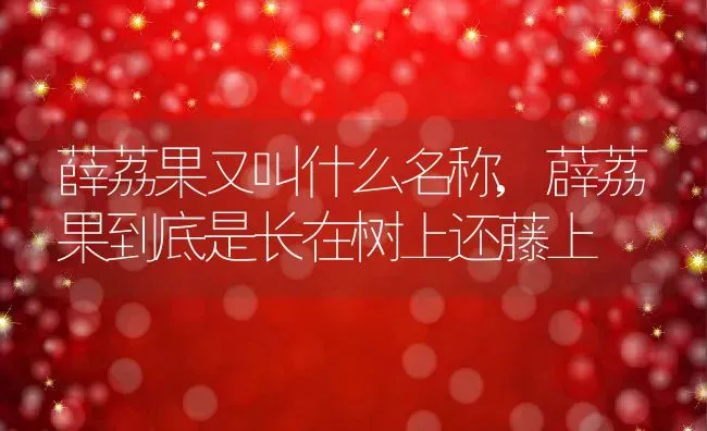 薛荔果又叫什么名称,薜荔果到底是长在树上还藤上 | 养殖学堂