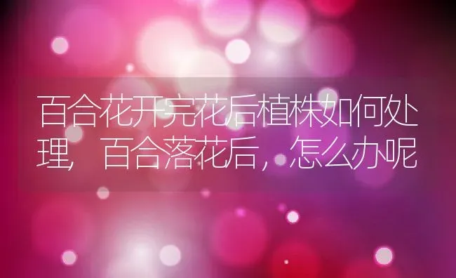 百合花开完花后植株如何处理,百合落花后，怎么办呢 | 养殖学堂