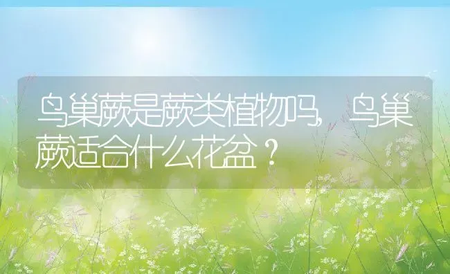 鸟巢蕨是蕨类植物吗,鸟巢蕨适合什么花盆？ | 养殖科普