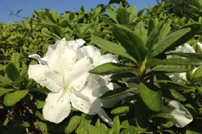 茉莉花什么时候开花,茉莉花开放一般是在什么时间？