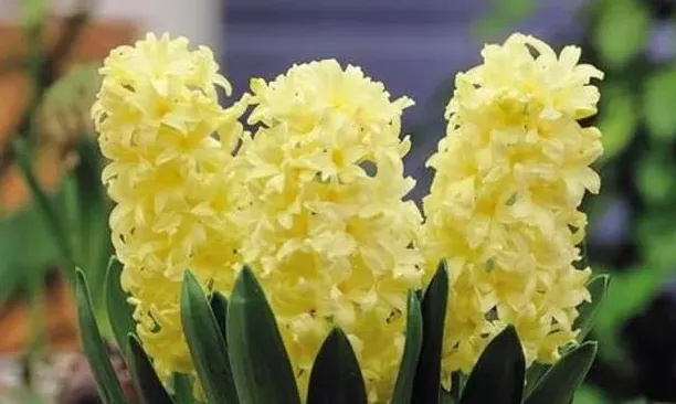 风信子开完花怎么保存下年开花,风信子，洋水仙，番红花，开完花后怎么处理让他第二年还能开花？