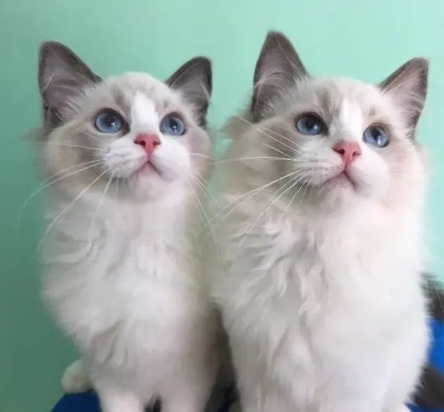 好听的布偶猫高端名字,不太大众的布偶猫名字？