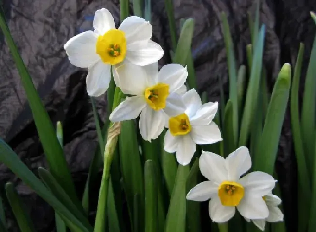 水仙花有毒吗,水仙花有毒？