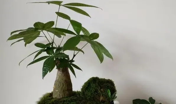 阿司匹林浇花多久一次 | 实用知识