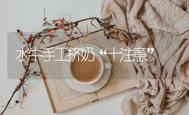 水牛手工挤奶“十注意” | 养殖知识