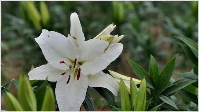 秋天的花有哪些 | 三农知识