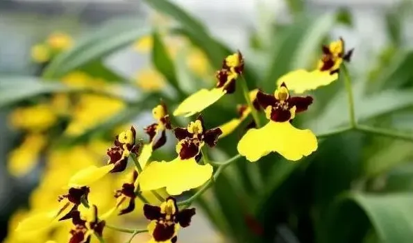 阿司匹林浇花多久一次 | 实用知识