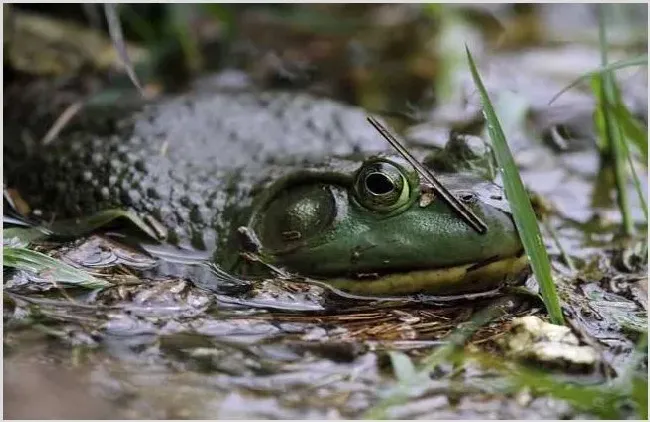 牛蛙养殖技术要点 | 生活妙招
