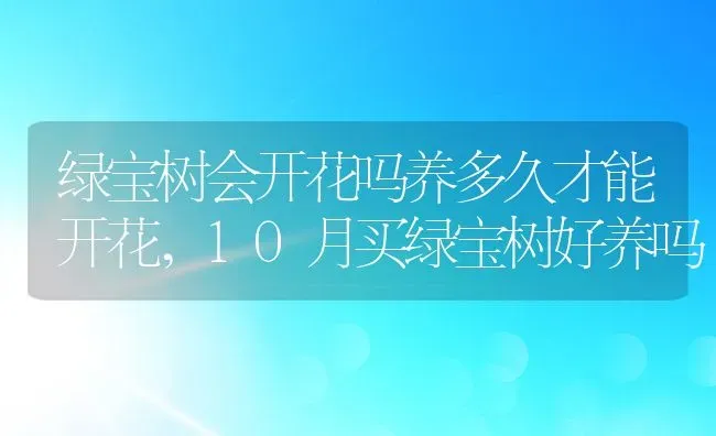 绿宝树会开花吗养多久才能开花,10月买绿宝树好养吗 | 养殖学堂