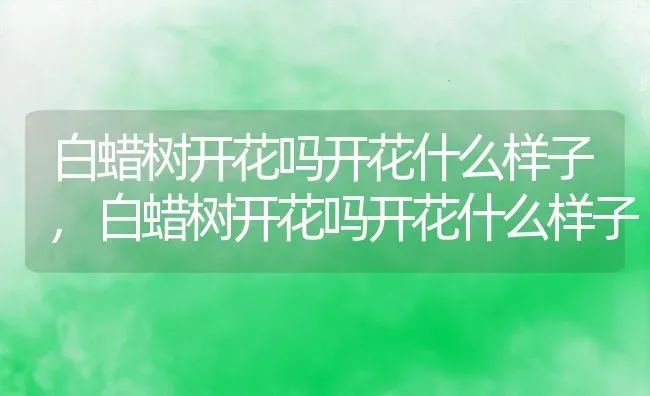 白蜡树开花吗开花什么样子,白蜡树开花吗开花什么样子 | 养殖科普