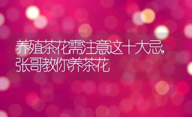 养殖茶花需注意这十大忌,张哥教你养茶花 | 养殖学堂