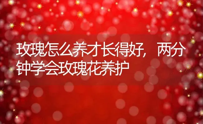 玫瑰怎么养才长得好,两分钟学会玫瑰花养护 | 养殖学堂