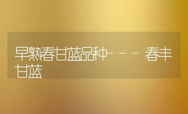 早熟春甘蓝品种---春丰甘蓝 | 养殖技术大全