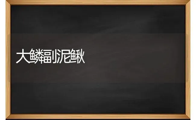 大鳞副泥鳅 | 养殖技术大全