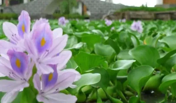 凤眼蓝叶子发黄怎么办 | 常识大全