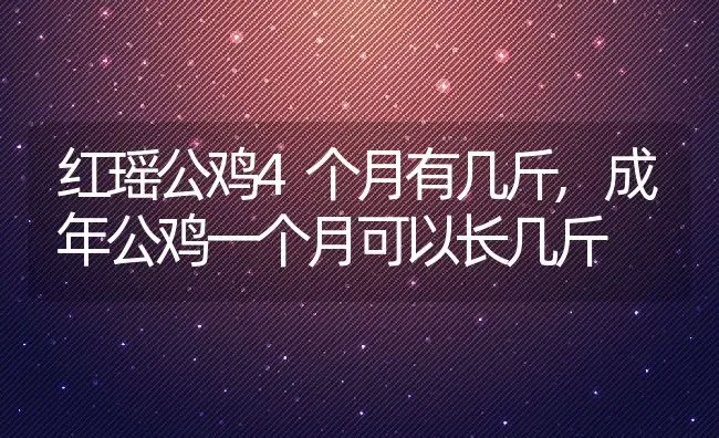 红瑶公鸡4个月有几斤,成年公鸡一个月可以长几斤 | 养殖学堂