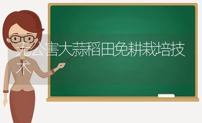 无公害大蒜稻田免耕栽培技术 | 养殖知识