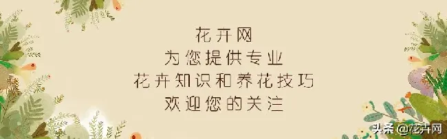 富贵竹怎么养才能更旺盛,怎么促进富贵竹生长？