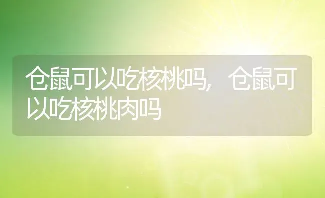 仓鼠可以吃核桃吗,仓鼠可以吃核桃肉吗 | 养殖学堂