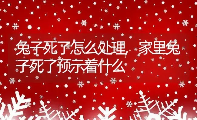 兔子死了怎么处理,家里兔子死了预示着什么 | 养殖资料