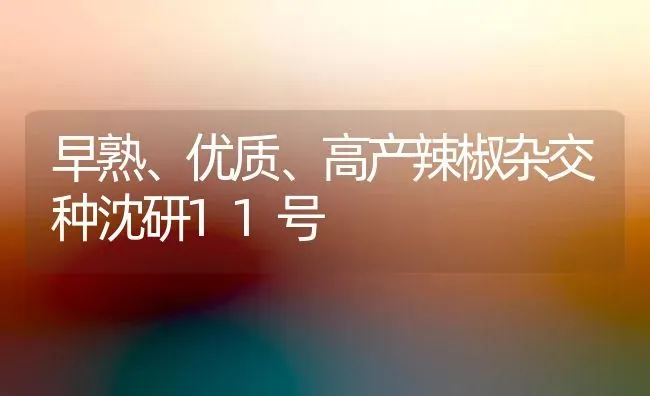 早熟、优质、高产辣椒杂交种沈研11号 | 养殖技术大全