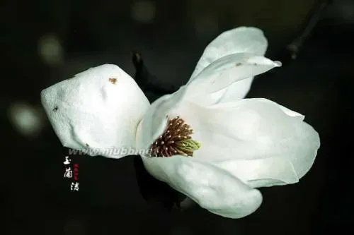白玉兰花的寓意是什么,白色玉兰花的寓意和象征？