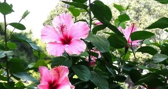 扶桑花为什么叫死人花,扶桑花的寓意和禁忌？
