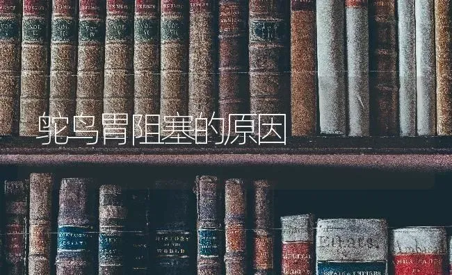 鸵鸟胃阻塞的原因 | 养殖知识