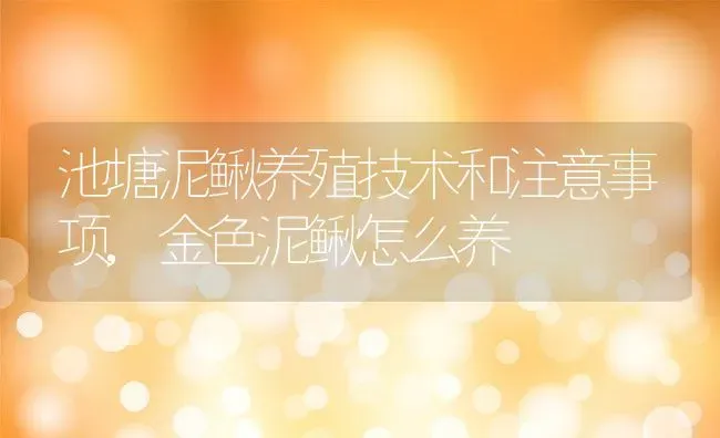 池塘泥鳅养殖技术和注意事项,金色泥鳅怎么养 | 养殖学堂