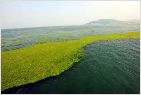 浒苔处理与利用 | 实用知识