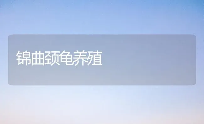 锦曲颈龟养殖 | 养殖知识