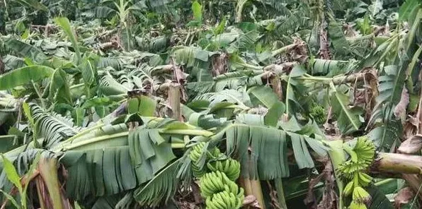 香蕉种植时间及技巧分享 | 妙招大全