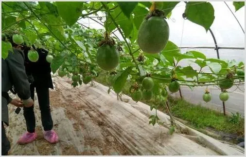 百香果花期特征及温湿度管理技术 | 三农知识