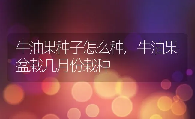 牛油果种子怎么种,牛油果盆栽几月份栽种 | 养殖学堂
