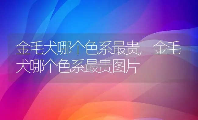 金毛犬哪个色系最贵,金毛犬哪个色系最贵图片 | 养殖科普